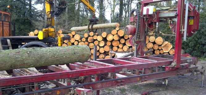 Larch being cut for Escot squirrel enclosure and walkway