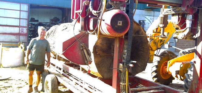 Sawing a big oak for Colin Davey