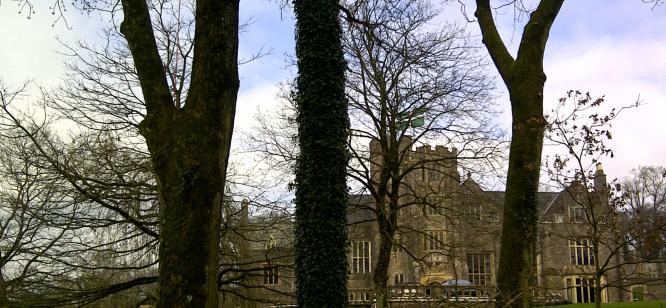 Tree surgery at Holcombe Court